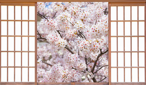 门外的樱花树图片