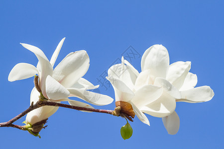 天蓝色的白玉兰花背景图片