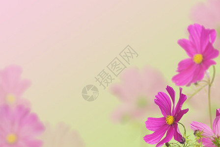 浅色背景上的大粉红色花朵图片