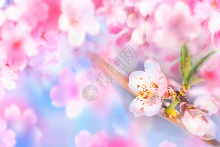 梦幻蓝色背景上大片的粉色樱花图片