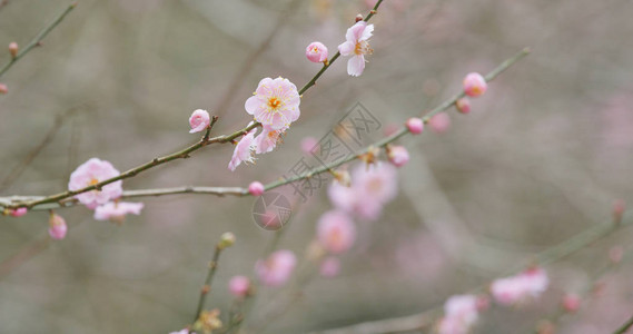 粉红色的梅花在森林里图片