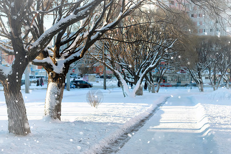 街道树木行人冬天图片