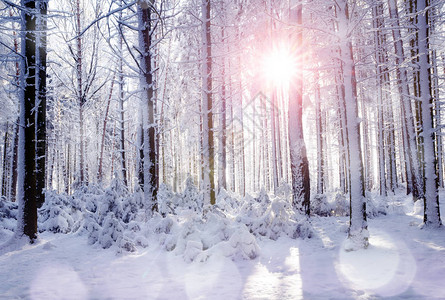 冬天森林在树干之间日出树木里图片