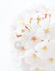 白色樱花简约背景图片