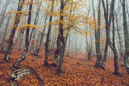 查蒂尔达格雾中美丽的秋天森林背景