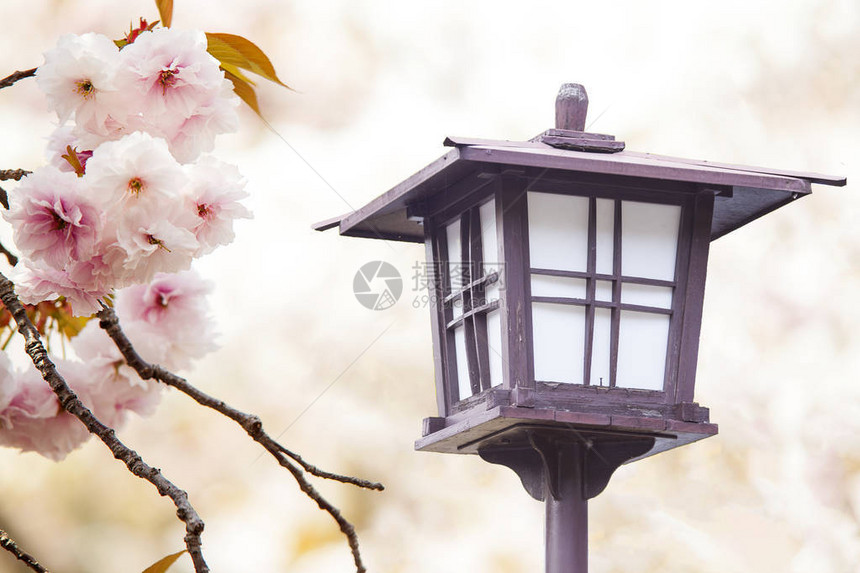 路灯旁的樱花树图片