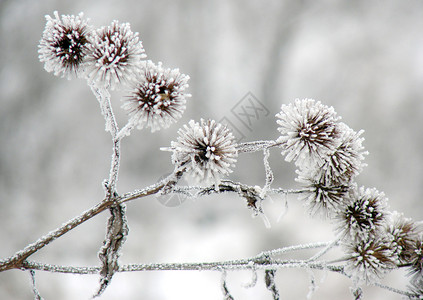 冬天干冻植物图片