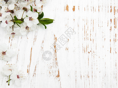 白色木质背景上的白色樱花图片
