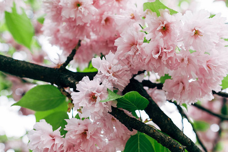 樱花树枝上的小簇樱花图片