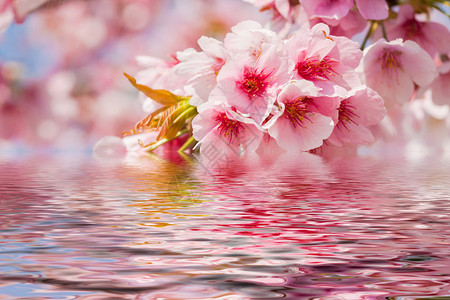 水面上盛开的樱花图片