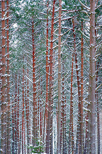 树干在冬季森林的树干中图片
