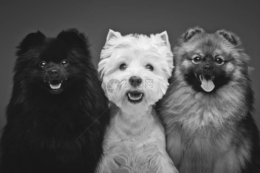 两条美丽的斯皮茨狗和灰色背景的西部高地白梗快乐的面孔在深色背景上图片
