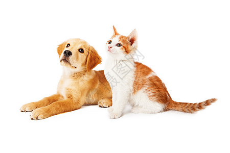 一只可爱的橙白相间的六只小猫和一只金毛小狗坐在一起背景图片