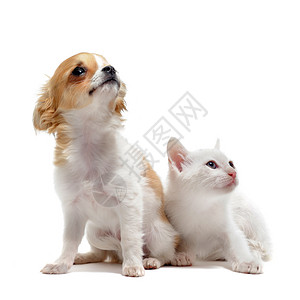 白色背景面前的可爱纯洁的小狗吉娃图片