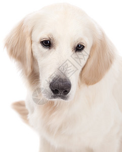 金毛猎犬的肖像图片