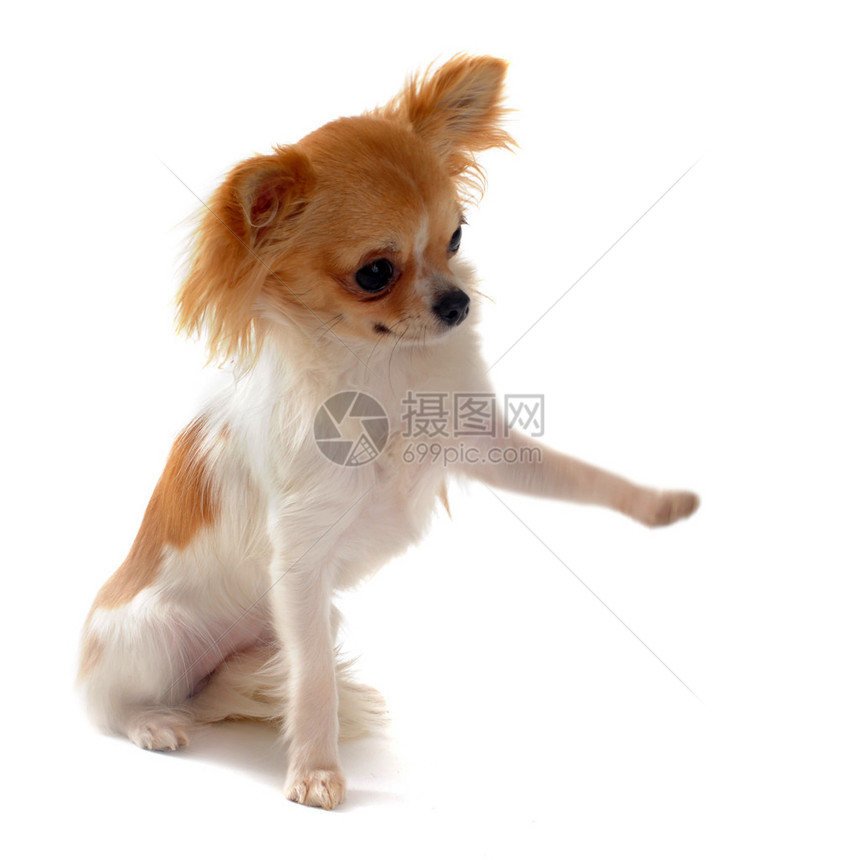 一个可爱纯洁的小狗吉娃的肖像却在白背景图片