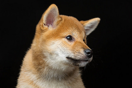 美丽的棕色日本小狗背景图片