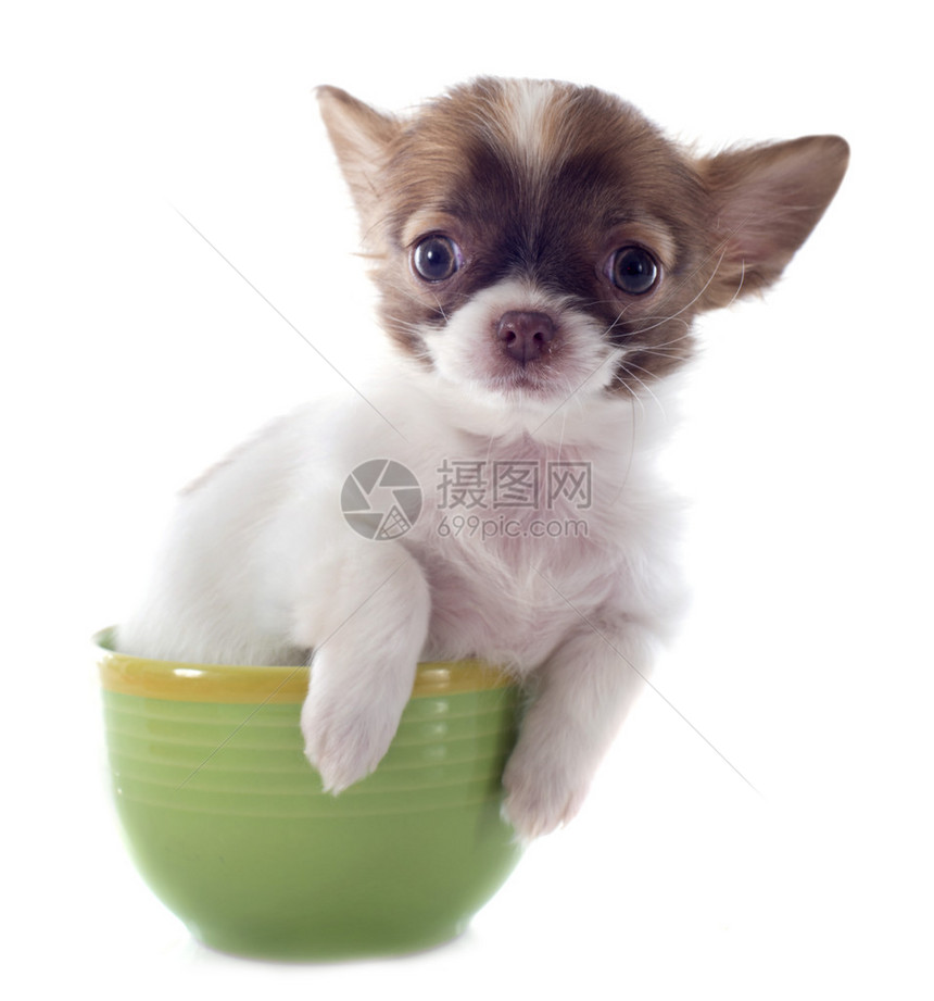 一个可爱的纯种小狗在杯子里图片