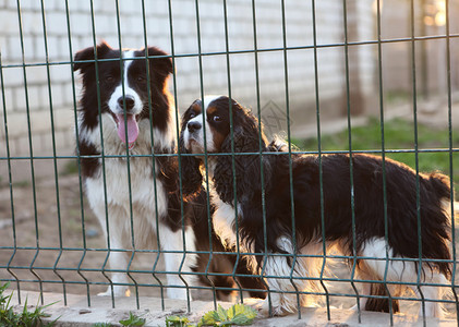 笼子里的两只小狗图片