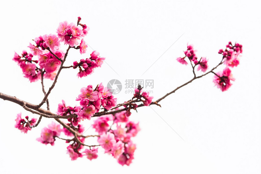 美丽的粉红樱桃花白图片