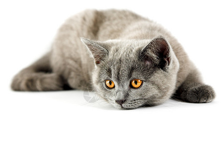 英国小猫被白色隔离高清图片