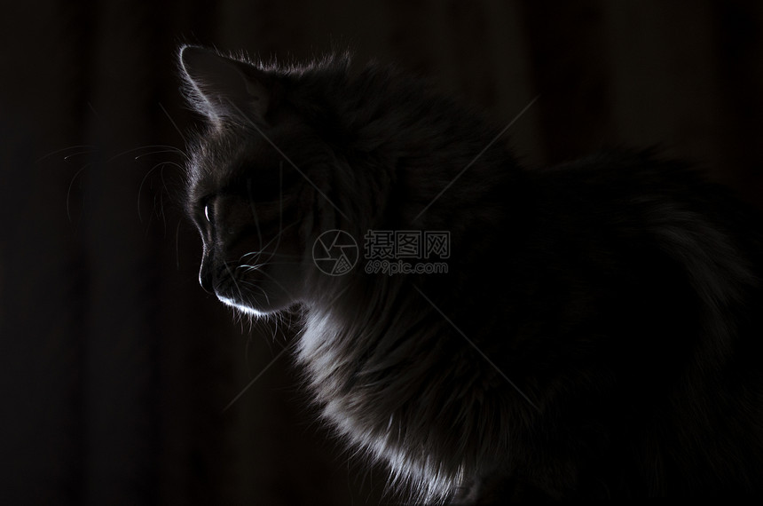 猫在轮廓中的对比光在黑色上被隔离图片