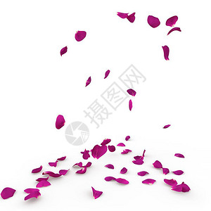 紫罗兰色的玫瑰花瓣落到地上孤立的背景图片