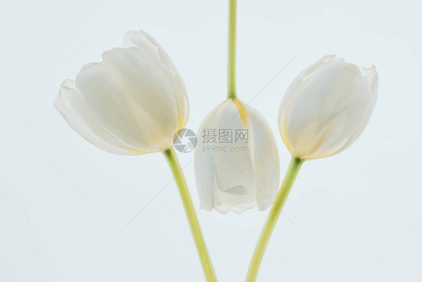 美丽的郁金香花上白色孤立图片