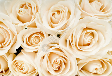 一束白玫瑰的特写镜头图片
