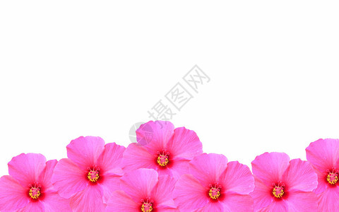 您的文本的白色背景中的粉红色花朵图片