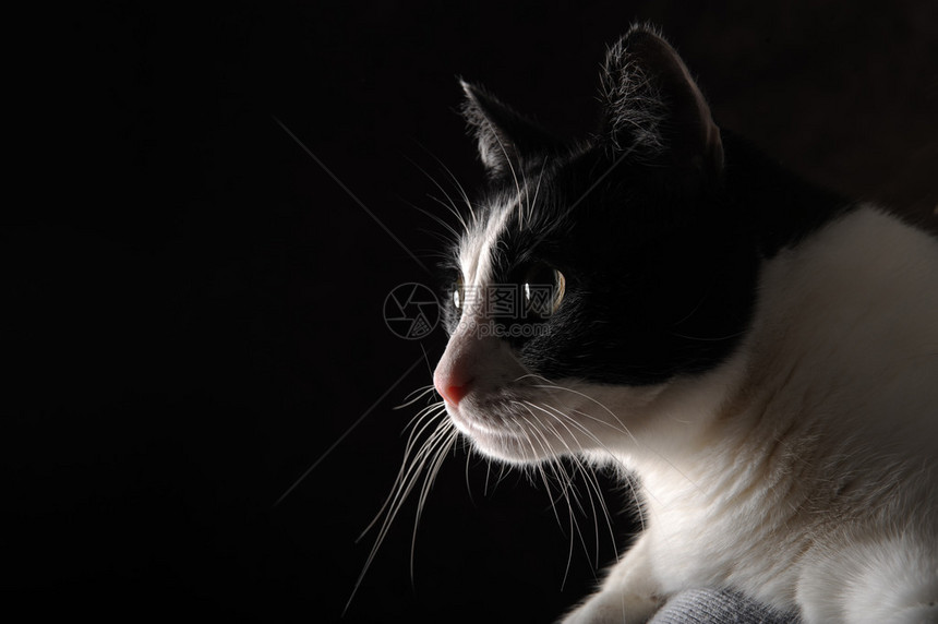 黑色背景上美丽的黑白快乐猫图片