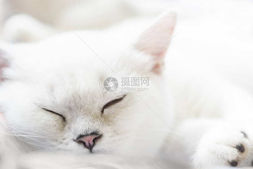 柔软的白色背景上的白色睡苏图片