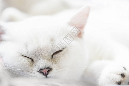 柔软的白色背景上的白色睡苏图片