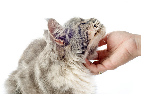 白色背景上深情的缅因浣熊猫的肖像图片