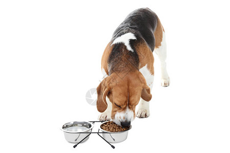 Beagle狗吃白图片