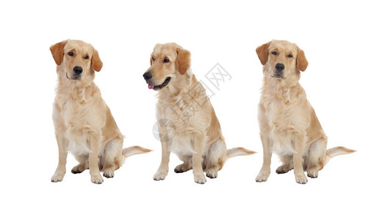 三只金色的猎狗以白色图片