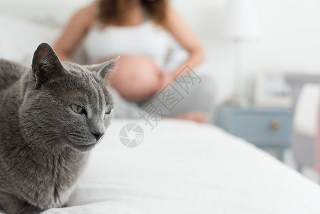 与背景中的孕妇近距离接触猫高清图片