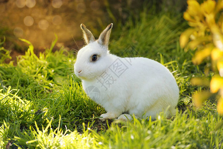 草地上的小白兔图片