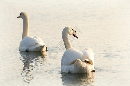 早上湖浪漫的天鹅图片