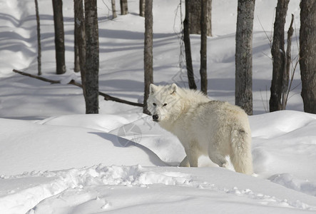 北极野狼Canislupusarctos在图片