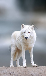 冬天的北极狼在冬天模糊的背景图片