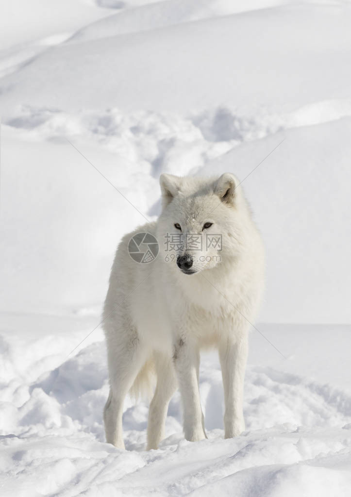 加拿大冬季雪中散步的北极野狼Canislupusa图片