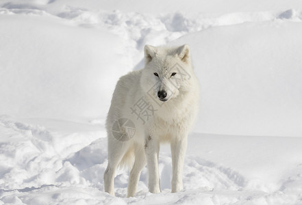 加拿大冬季雪中散步的北极野狼Canislupusa图片