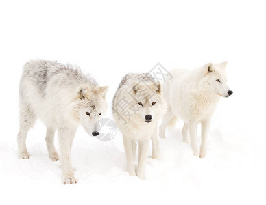 北极野狼Canislupusarctos图片