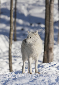 加拿大冬季积雪中站立的北极野狼Canislupusa图片