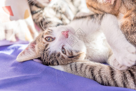 猫妈和小猫一起在沙发上玩耍猫妈抱着一只小猫这只猫是灰色的图片