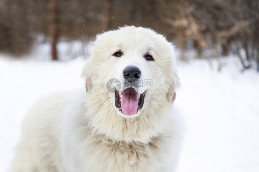 冬天森林里的比利牛斯山犬图片