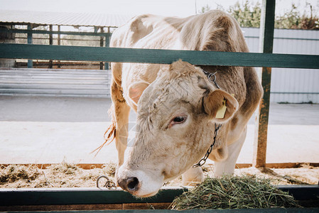 小白牛在农场的图片