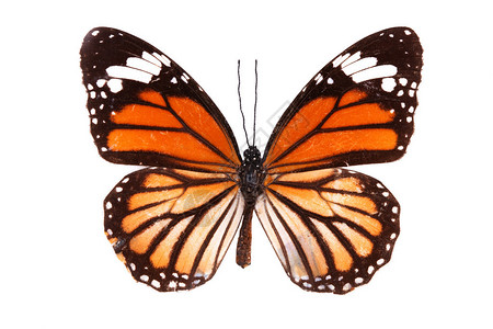 蝴蝶系列美丽的蝴蝶在白色图片