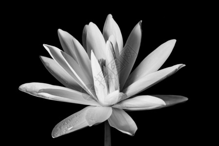 黑白风格的莲花图片